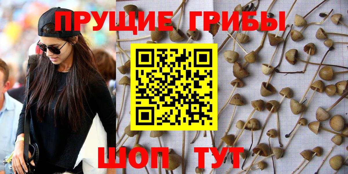 Псилоцибиновые грибы прущие грибы  Псилоцибиновые грибы прущие грибы  Беслан 